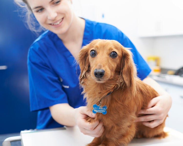 Dacshund with vet