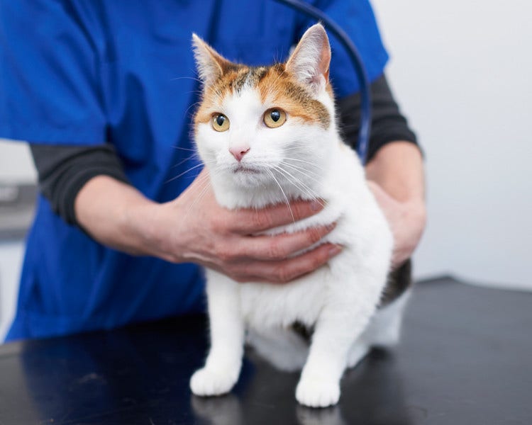 Ginger and white cat with vet