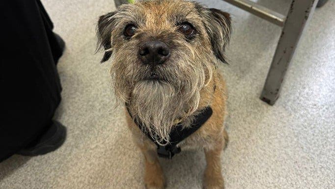 Eddie the scruffy border terrier dog