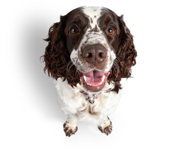 CVS Vets logo