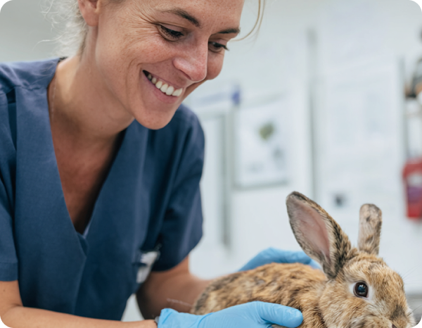 vet with rabbit