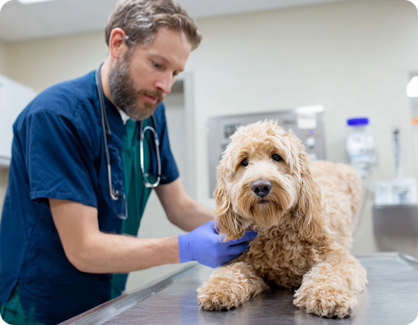 vet with dog