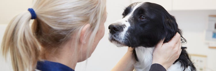 Springer spaniel cross dog looking at female vet