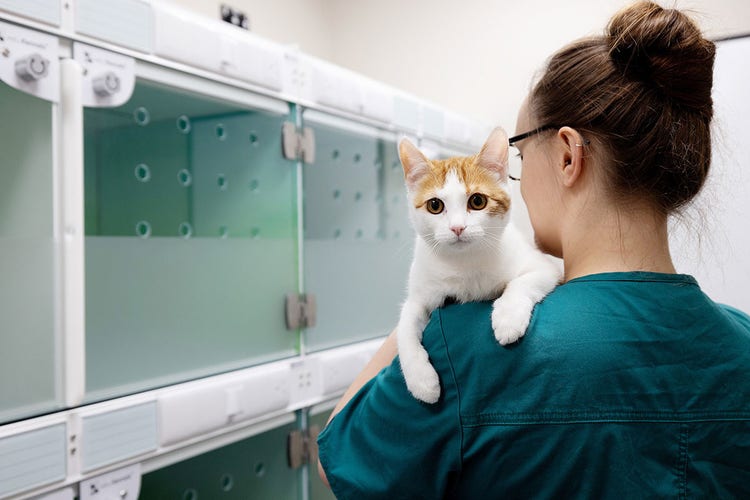 Ginger and white cat with vet