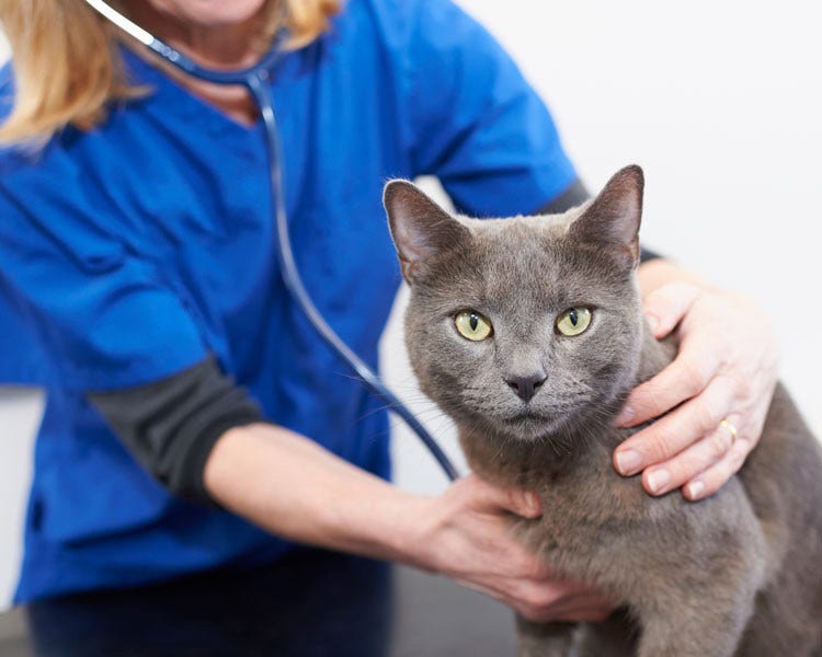 Grey cat with vet with stethoscope
