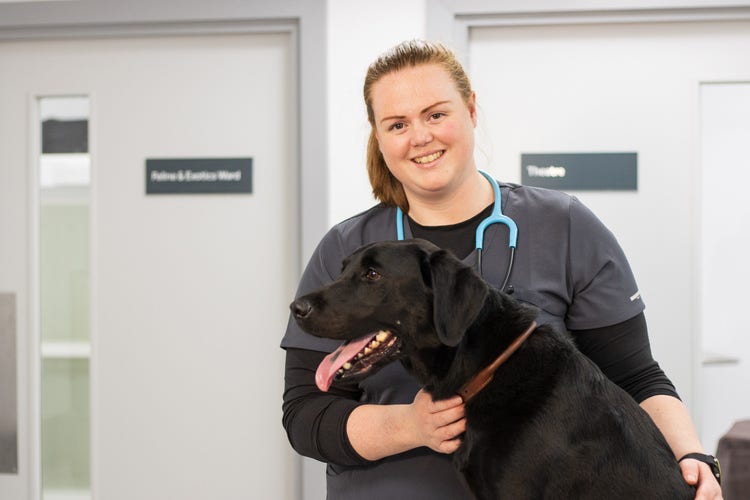 Black labrador retriever with smiling vet