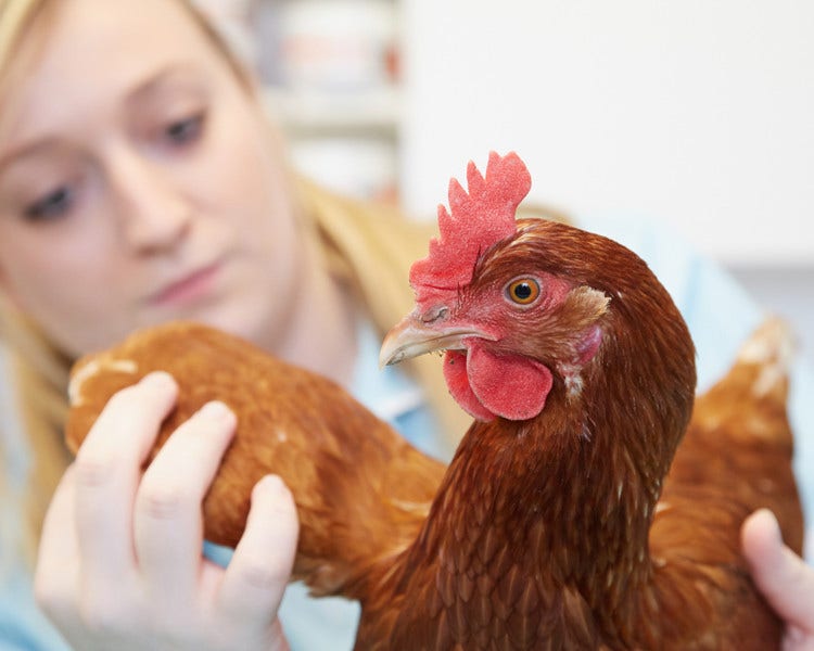 Hen being examined by vet