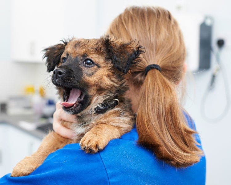 Puppy yawning held by vet