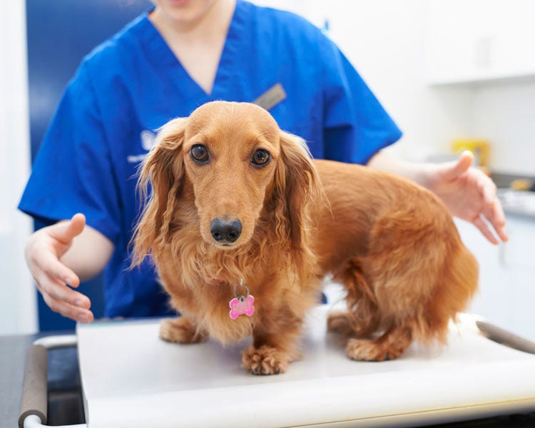 Chicken with open wings being examined by vet