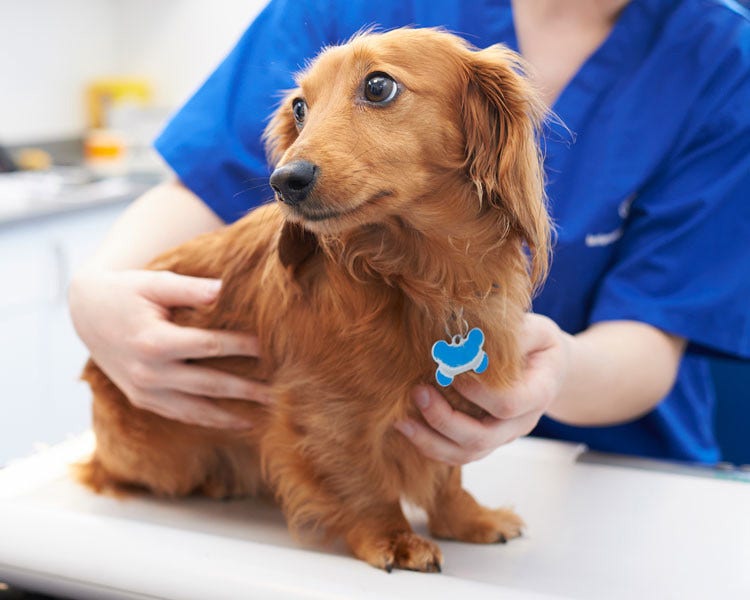 Dacshund with vet