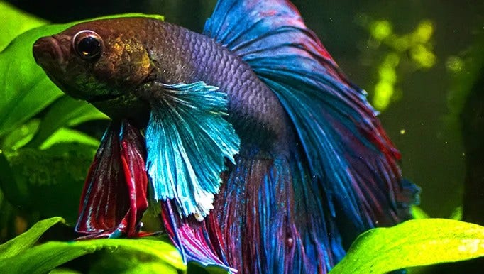 Close up of Siamese fighter fish