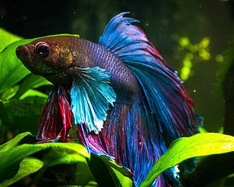 Close-up of Siamese fighter fish