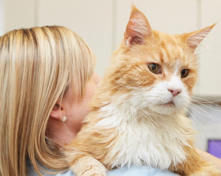 maine coon with vet