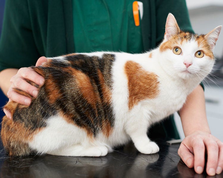 Ginger and white cat with veterinary nurse